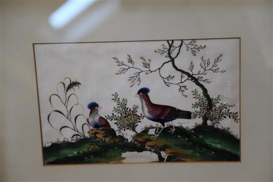 A set of five Chinese pith paintings of birds, c.1900, 20 x 32cm, later mounted and framed